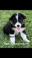 Riot , a male Australian Shepherd for sale in Magee, MS – 1 of 3