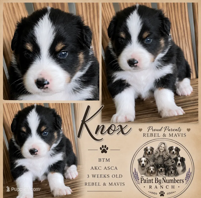 Knox  – Australian Shepherd puppy for sale in Magee, MS