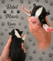Knox , a male Australian Shepherd for sale in Magee, MS – 1 of 1