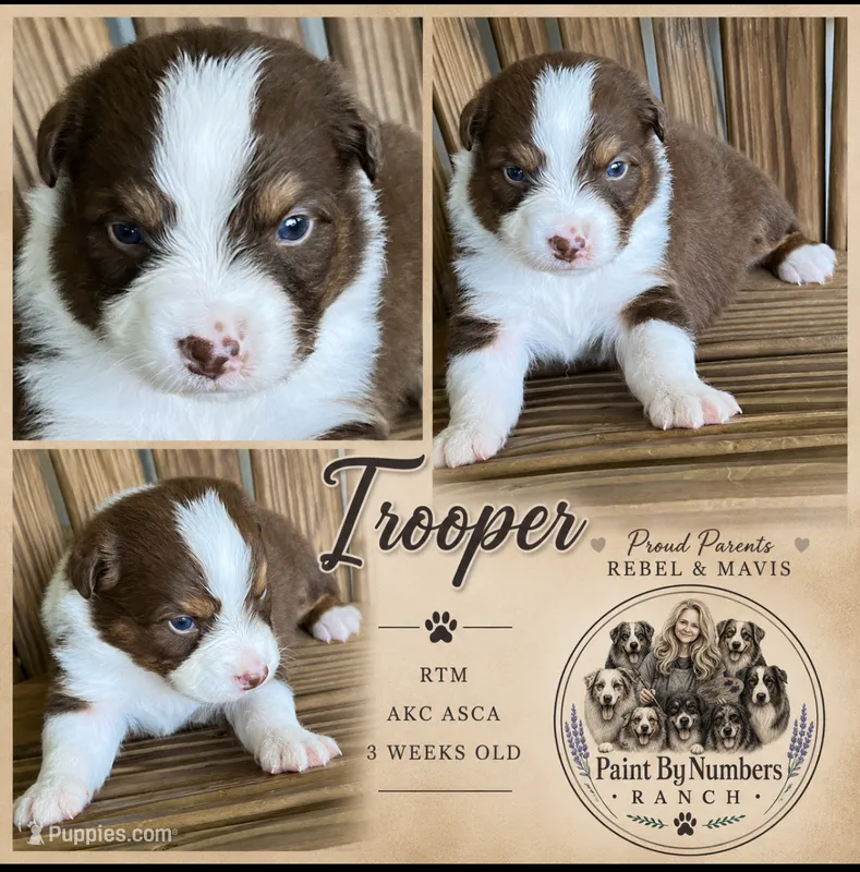 Trooper  – Australian Shepherd puppy for sale in Magee, MS