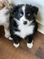 Moxie , a female Australian Shepherd for sale in Magee, MS – 3 of 5