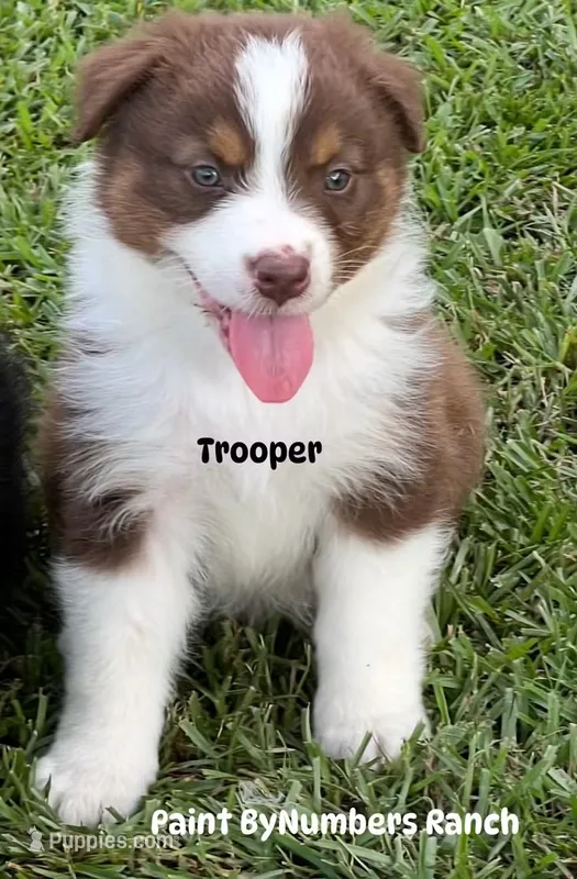 Trooper  – Australian Shepherd puppy for sale in Magee, MS