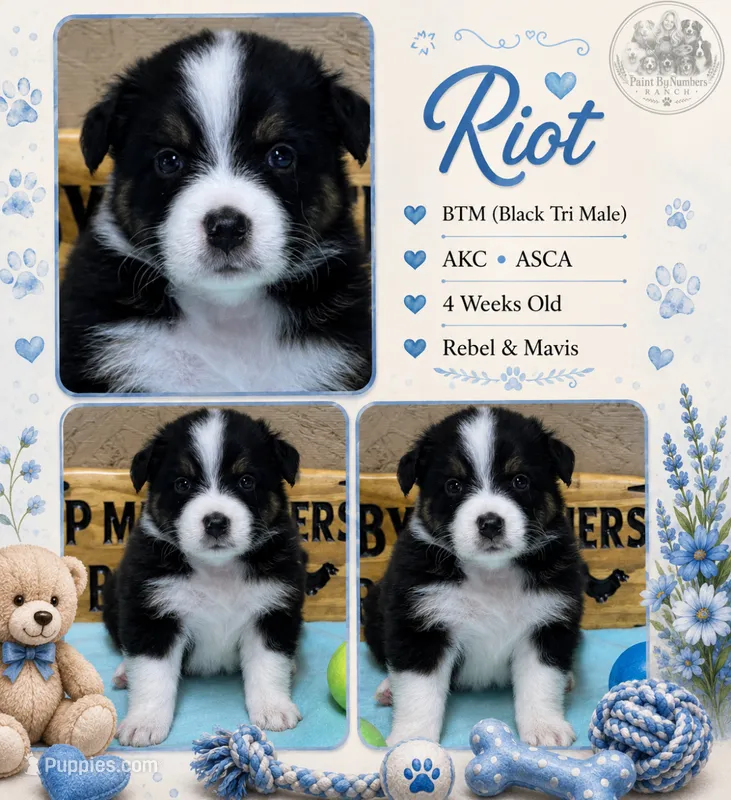Riot  – Australian Shepherd puppy for sale in Magee, MS