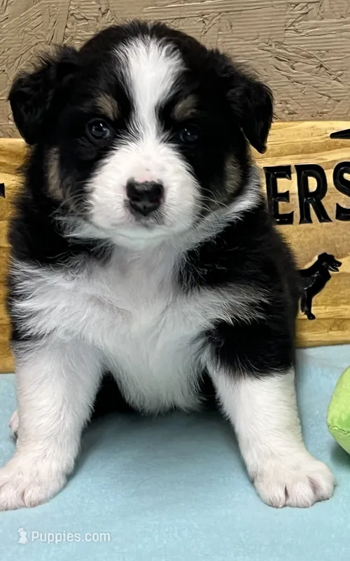 Libbie  – Australian Shepherd puppy for sale in Magee, MS