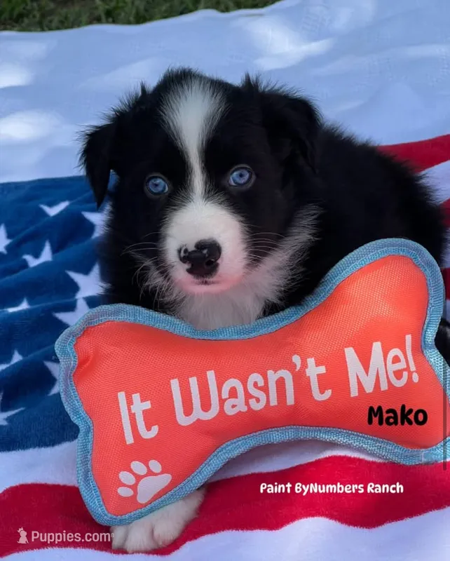 Mako – Australian Shepherd puppy for sale in Magee, MS