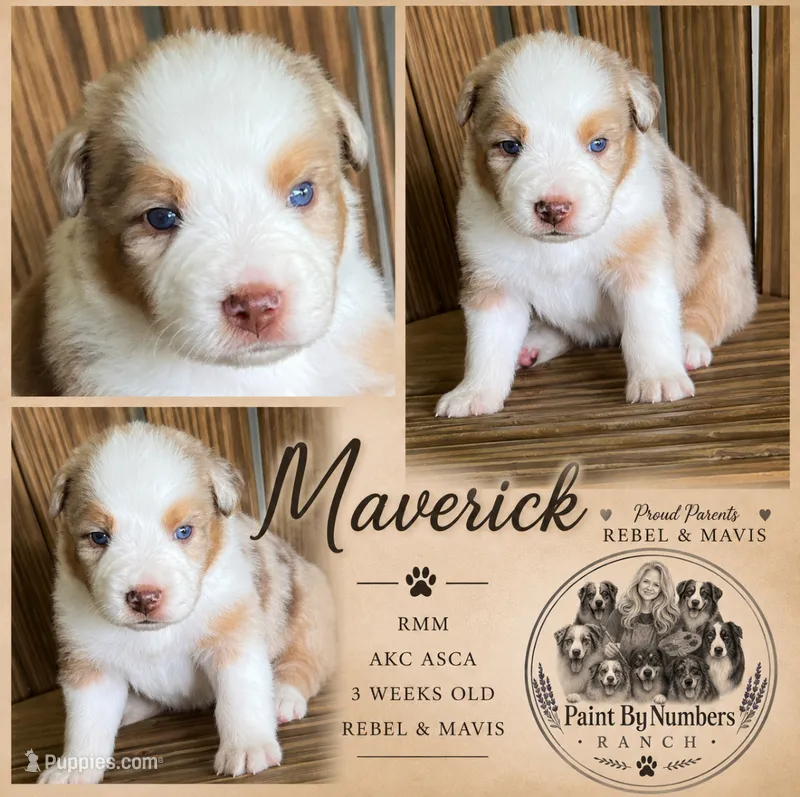 Maverick – Australian Shepherd puppy for sale in Magee, MS