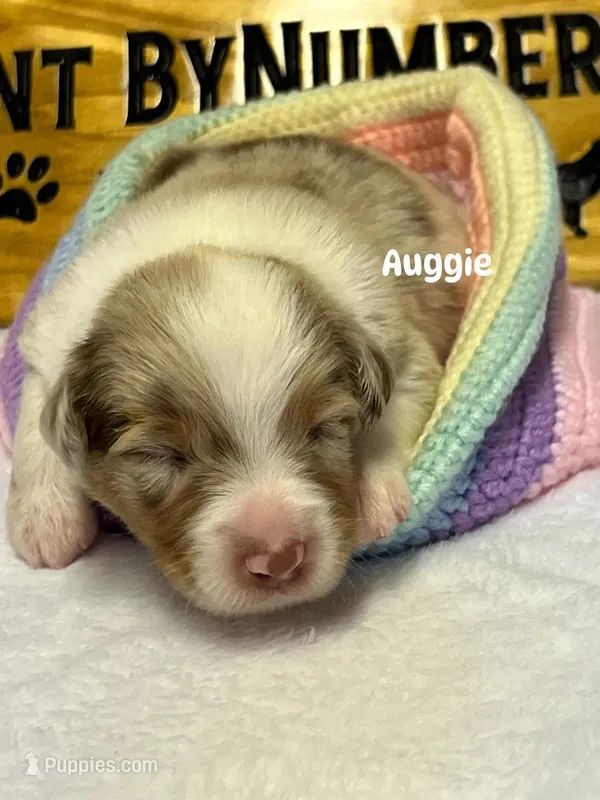 Auggie  – Australian Shepherd puppy for sale in Magee, MS