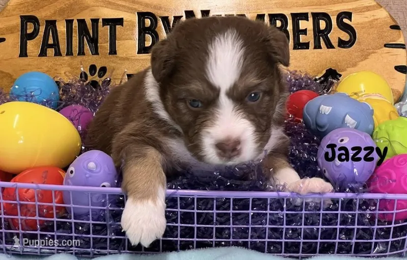 Jazzy  – Australian Shepherd puppy for sale in Magee, MS