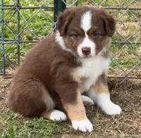 Jazzy , a female Australian Shepherd for sale in Magee, MS – 2 of 5