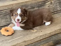 Jazzy , a female Australian Shepherd for sale in Magee, MS – 3 of 5