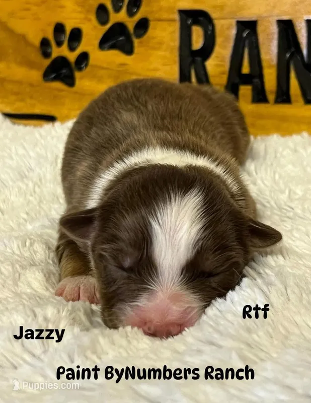 Jazzy  – Australian Shepherd puppy for sale in Magee, MS