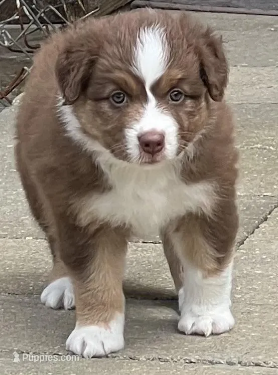 Jazzy  – Australian Shepherd puppy for sale in Magee, MS