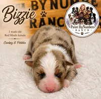 Bizzie, a female Australian Shepherd for sale in Magee, MS – 3 of 3