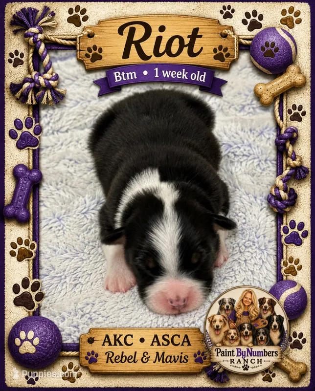 Knox  – Australian Shepherd puppy for sale in Magee, MS