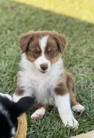 Trooper , a male Australian Shepherd for sale in Magee, MS – 1 of 5