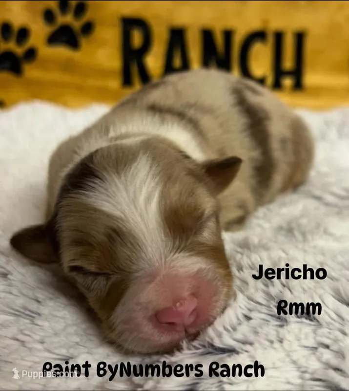 Jericho – Australian Shepherd puppy for sale in Magee, MS