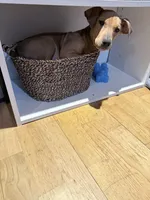 Munchkin, a female Doberman Pinscher for sale in Hamilton Township, NJ – Photo 5 of 5