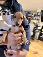 Munchkin, a female Doberman Pinscher for sale in Hamilton Township, NJ – Photo 1 of 5