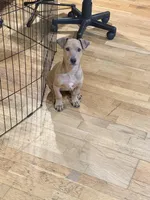 Munchkin, a female Doberman Pinscher for sale in Trenton, NJ – Photo 6 of 7