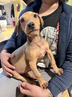 Munchkin, a female Doberman Pinscher for sale in Hamilton Township, NJ – Photo 3 of 5