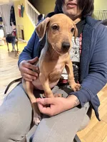 Munchkin, a female Doberman Pinscher for sale in Hamilton Township, NJ – Photo 4 of 5