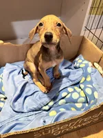 Munchkin, a female Doberman Pinscher for sale in Hamilton Township, NJ – Photo 2 of 5