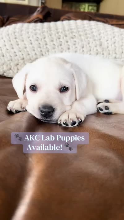 White, a male Labrador Retriever for sale in Douglas, GA – 1 of 1