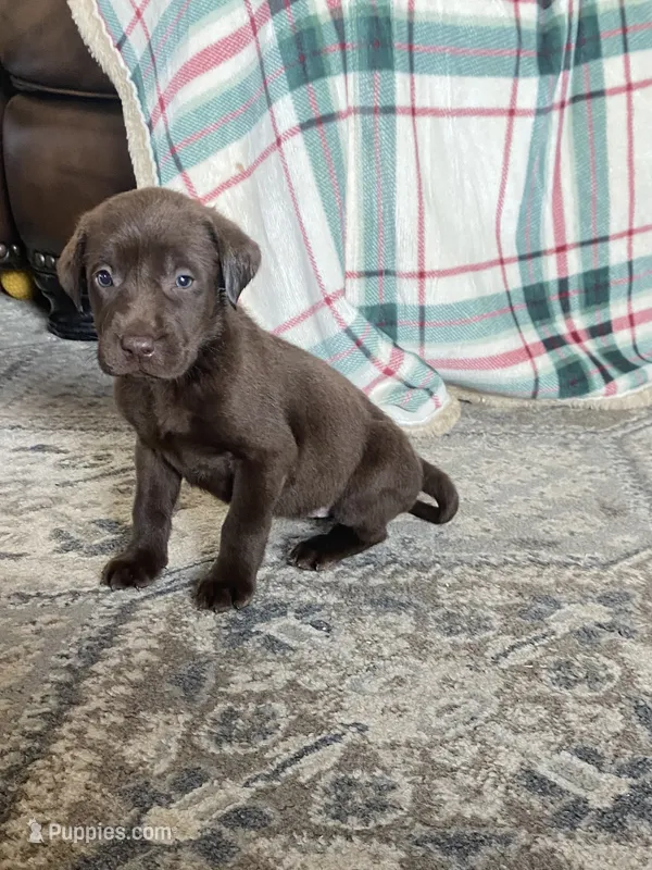 Chocolate  – Labrador Retriever puppy for sale in Douglas, GA