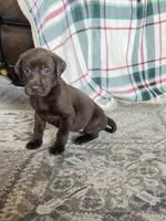 Chocolate , a female Labrador Retriever for sale in Douglas, GA – 1 of 1
