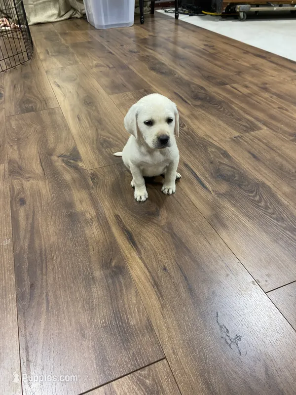 White – Labrador Retriever puppy for sale in Douglas, GA