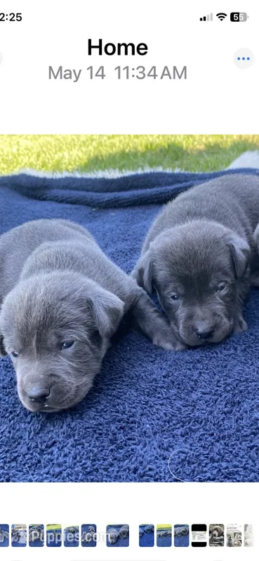 Charcoal – Labrador Retriever puppy for sale in Douglas, GA