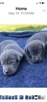 Charcoal, a male Labrador Retriever for sale in Douglas, GA – 1 of 1