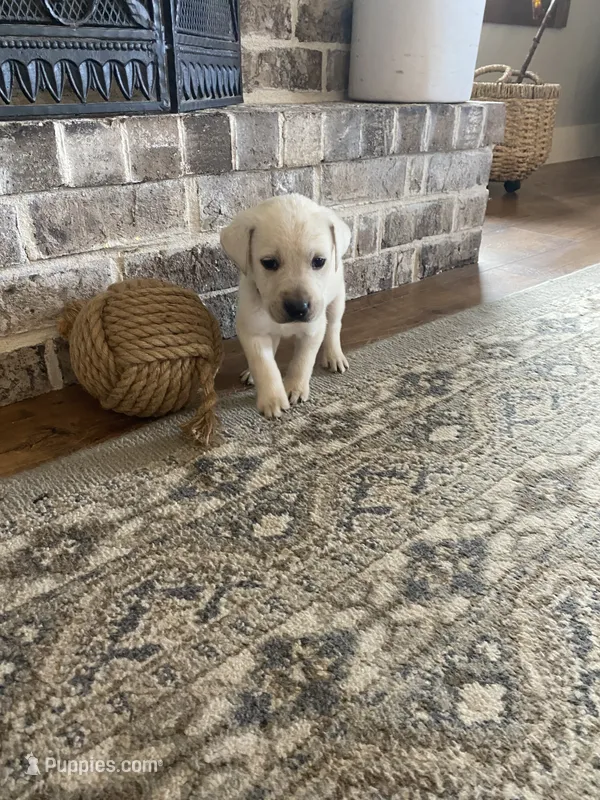 Lab  – Labrador Retriever puppy for sale in Douglas, GA