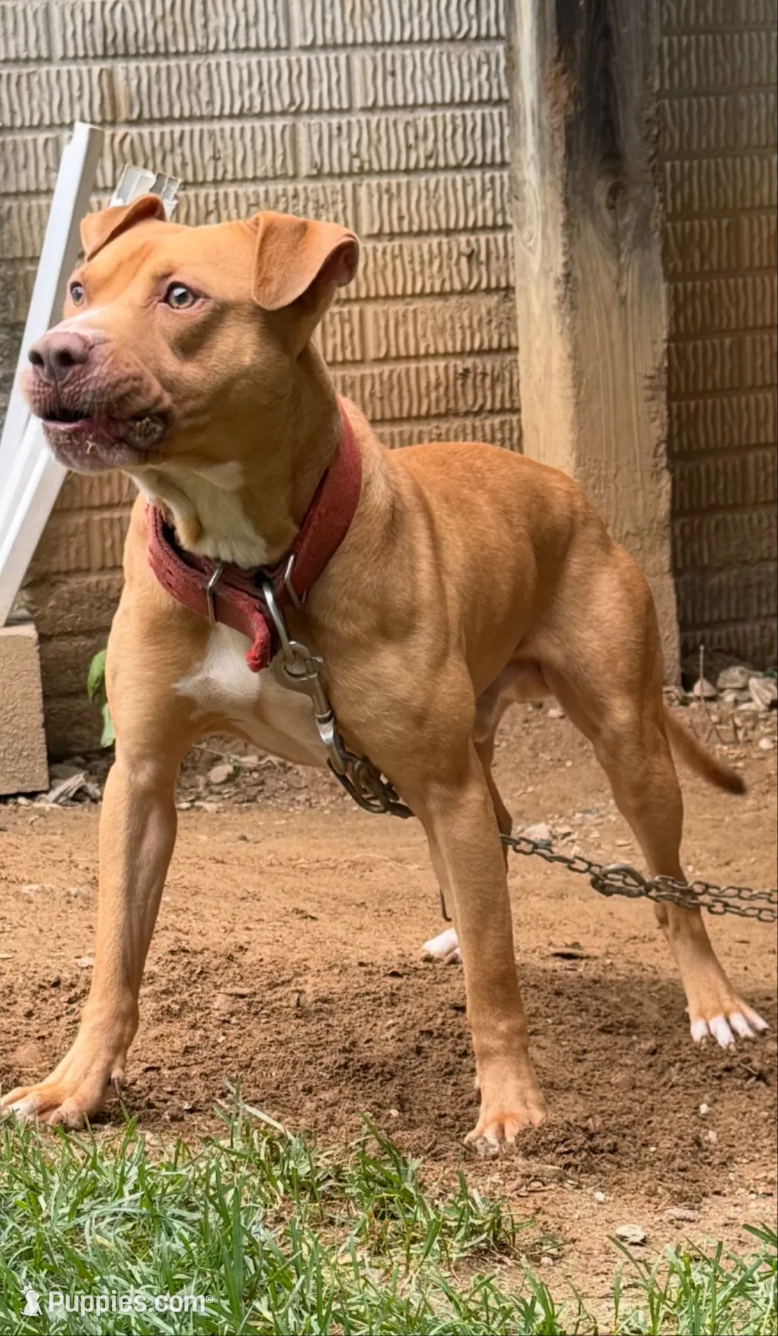 gucci, a male American Pit Bull Terrier for sale in Reisterstown, MD – 4 of 6