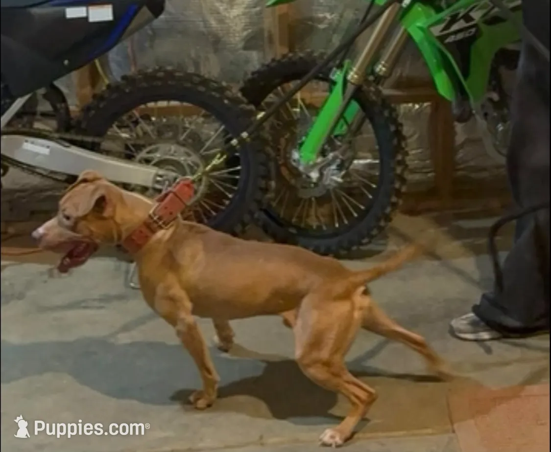 gucci, a male American Pit Bull Terrier for sale in Reisterstown, MD – 6 of 6