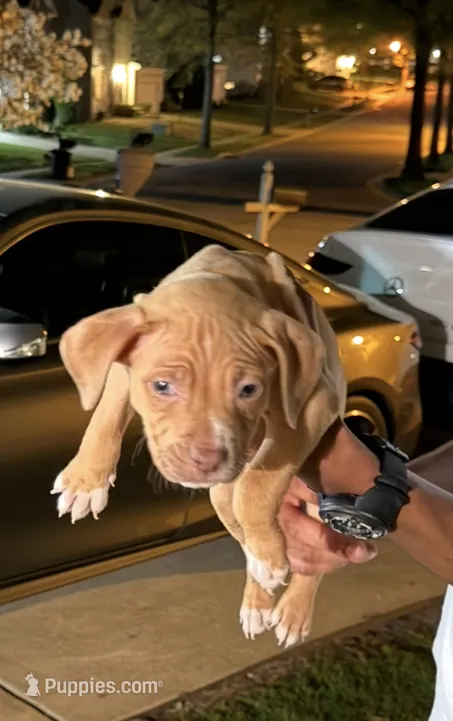 gucci – American Pit Bull Terrier puppy for sale in Reisterstown, MD