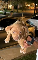 gucci, a male American Pit Bull Terrier for sale in Reisterstown, MD – 1 of 6
