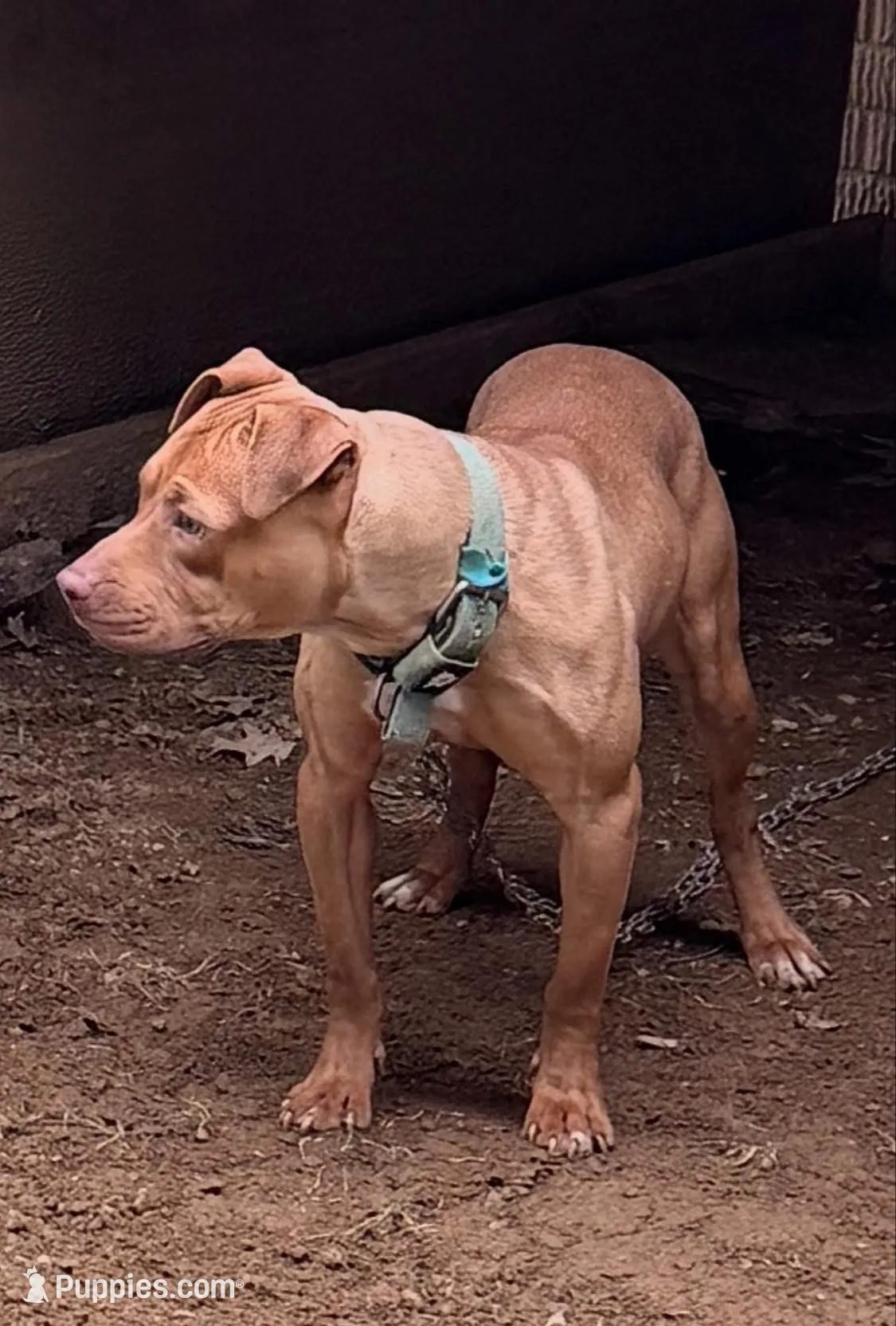 gucci, a male American Pit Bull Terrier for sale in Reisterstown, MD – 5 of 6