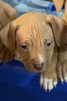 gucci, a male American Pit Bull Terrier for sale in Reisterstown, MD – 2 of 6