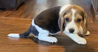 Black, a male Beagle for sale in Fayetteville, AR – 1 of 3