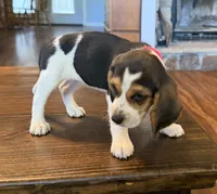 Pink, a female Beagle for sale in Fayetteville, AR – 3 of 4