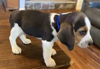 Blue, a male Beagle for sale in Fayetteville, AR – 4 of 5