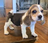 Dug, a male Beagle for sale in Fayetteville, AR – 4 of 10