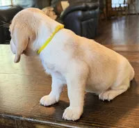 Lemon, a male Beagle for sale in Fayetteville, AR – 4 of 4