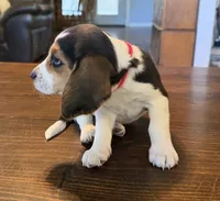 Red, a female Beagle for sale in Fayetteville, AR – 4 of 5