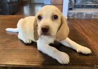 Dug, a male Beagle for sale in Fayetteville, AR – 8 of 10