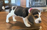 Red, a female Beagle for sale in Fayetteville, AR – 2 of 5