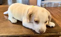 Lemon, a male Beagle for sale in Fayetteville, AR – 3 of 4