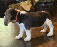 Red, a male Beagle for sale in Fayetteville, AR – 3 of 5