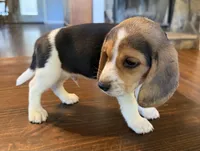 Dug, a male Beagle for sale in Fayetteville, AR – 9 of 10